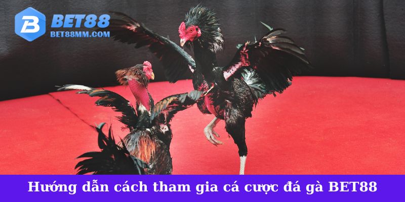 Hướng dẫn cách tham gia cá cược đá gà tại BET88