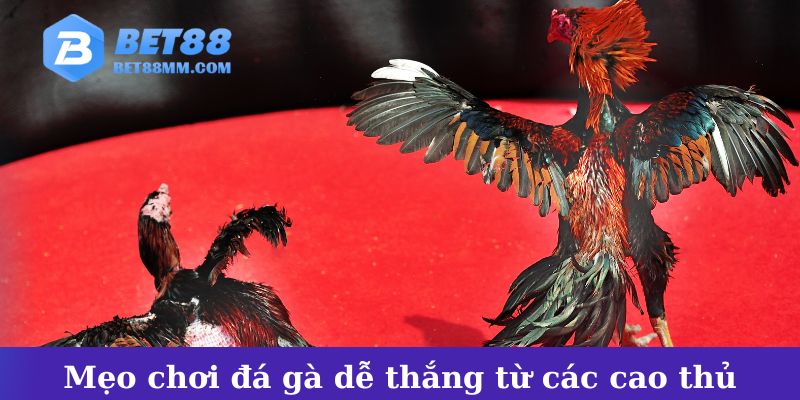 Mẹo chơi đá gà dễ thắng từ các cao thủ