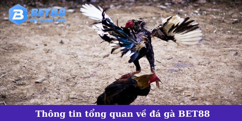 Thông tin tổng quan về đá gà tại BET88